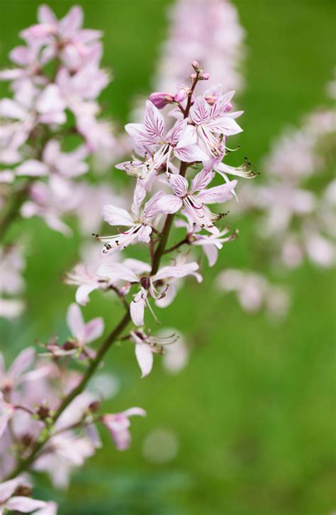 37 of the Best Perennial Cut Flowers for your Cutting Garden