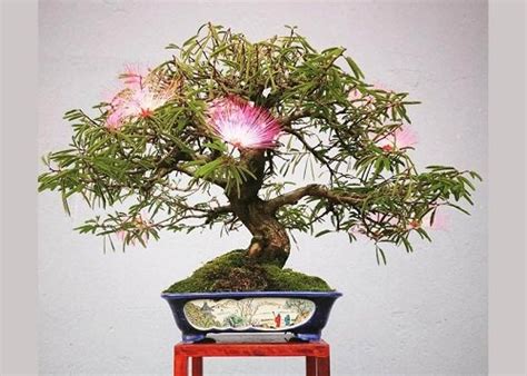 17 Best Mimosa Tree Bonsai Pictures | Balcony Garden Web