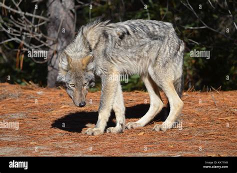 Eastern Wolf in natural habitat in Algonquin Stock Photo - Alamy