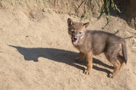 Golden Jackal Pups Emerge at NaturZoo Rheine - ZooBorns