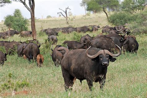 African Buffalo - Ten Random Facts