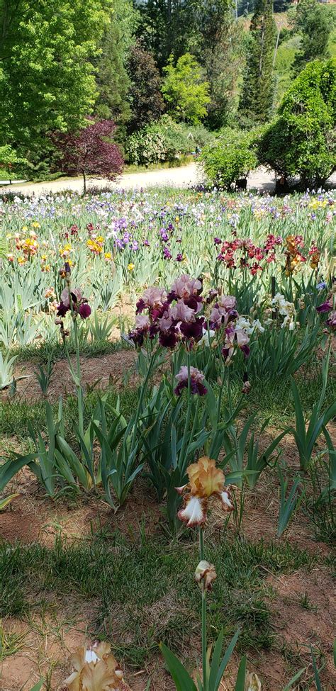 I went to a bearded iris garden and it was breathtaking. : r/gardening