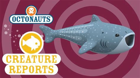 Octonauts: Creature Report - Whale Shark | Shark coloring pages ...