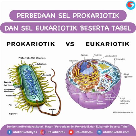 Perbedaan Prokariotik Dan Eukariotik