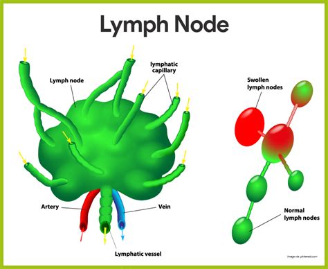 Lymphatic System Anatomy and Physiology - Nurseslabs