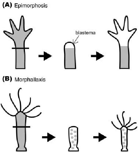 Typical classical examples of epimorphic and morphallactic ...