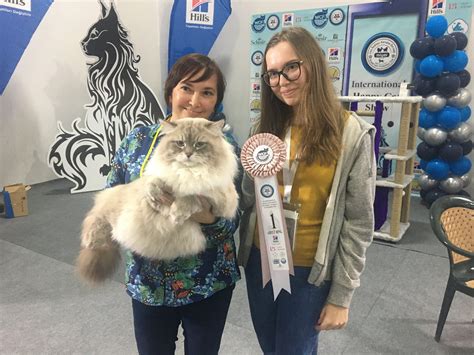 Fluffy, grouchy cat wins Happy Cats contest in Istanbul | Daily Sabah