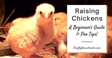 Raising Chickens: Beginner's Guide (+ Pro Tips!)