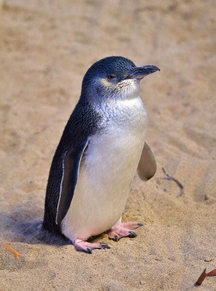 Little Penguin/Manchot Pygmée/Eudyptula minor | ペンギン かわいい, ペンギン, かわいいペンギン