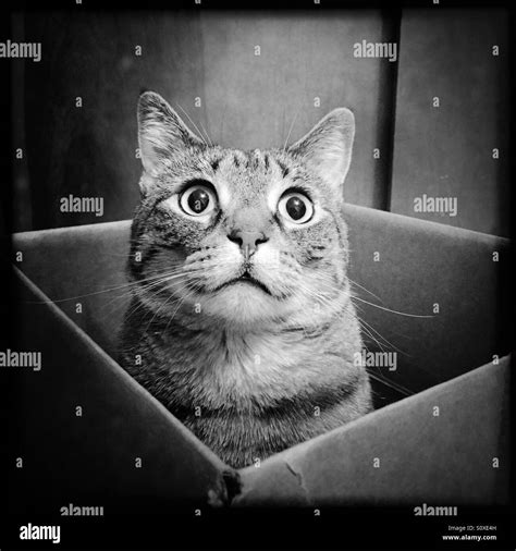 Tabby cat sitting in cardboard box Stock Photo - Alamy