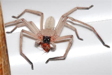 File:Huntsman spider with meal.jpg - Wikipedia