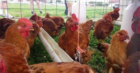 Activities (Routines) that make fowls (poultry birds) productive in poultry farm | jaspafarm