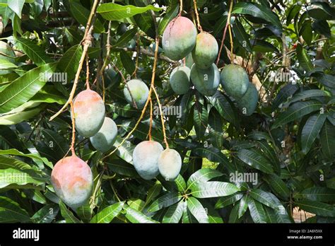 Fresh mango fruit on a tree, Dominican Republic Stock Photo - Alamy