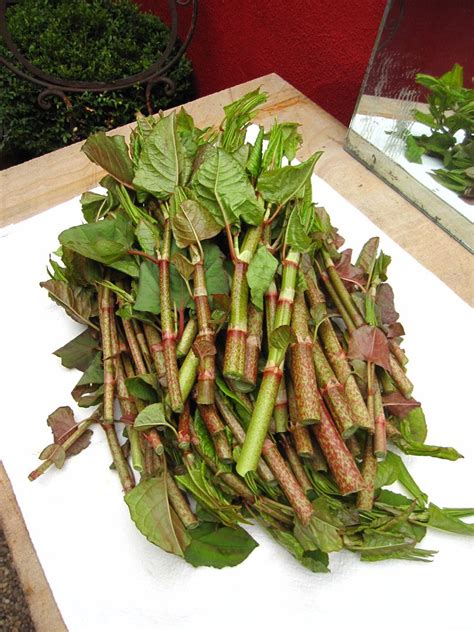 Eating Japanese knotweed | Wild food foraging, Edible wild plants, Foraged food