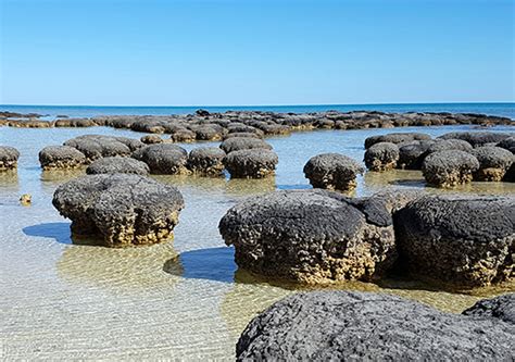 Snorkel with the Stromatolites - Shark Bay 4WD