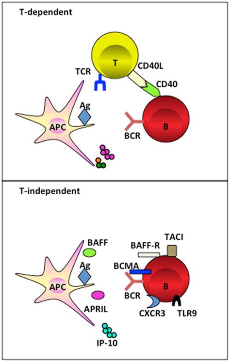 Frontiers | The Antigen Presenting Cells Instruct Plasma Cell Differentiation | Immunology