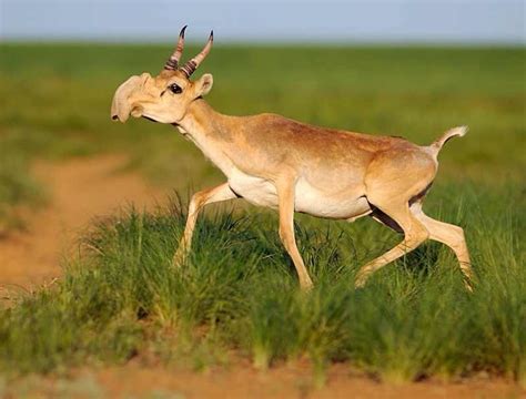 Saiga Antelope Facts, Habitat, Extinction, Life Cycle, Baby, Pictures