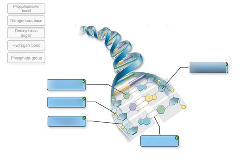 Label the DNA molecule. Diagram | Quizlet