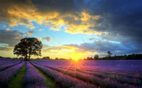 Sunset Lavender Field HD Wallpapers - 4k, HD Sunset Lavender Field ...