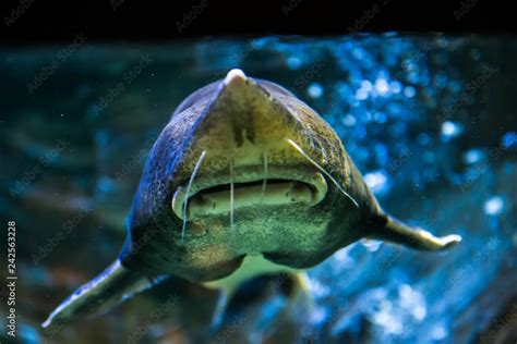 Beluga sturgeon (Huso huso). Wildlife animal. Stock Photo | Adobe Stock