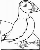 Puffin Coloring Pages  Best Coloring For Kids sketch template