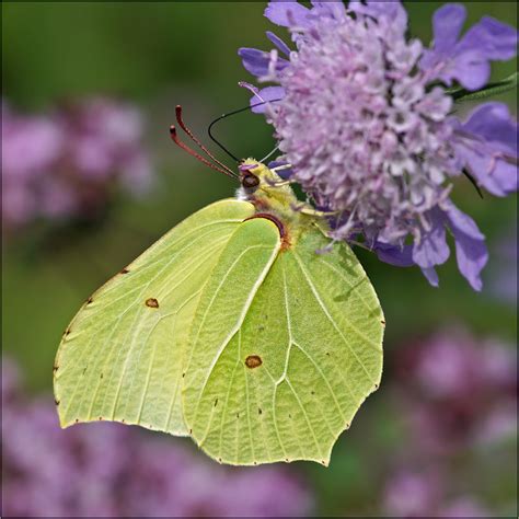 Brimstone (Gonepteryx rhamni) | The Common Brimstone or simp… | Flickr