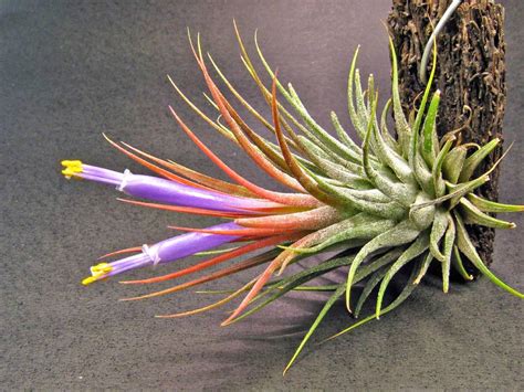 Discover the World of Air Plants: Types, Features, and Care Guide - Plant Ideas : Plant Ideas