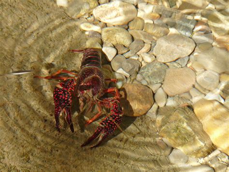 Procambarus clarkii , Natura Mediterraneo | Forum Naturalistico