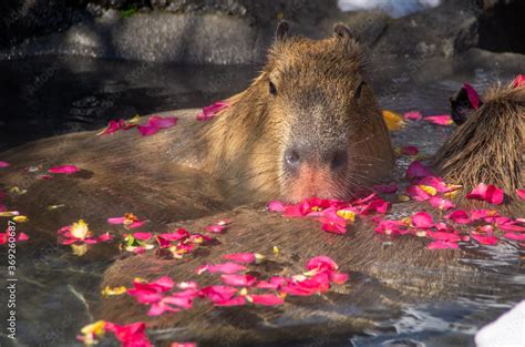 Capybara in the hot spring Stock Photo | Adobe Stock