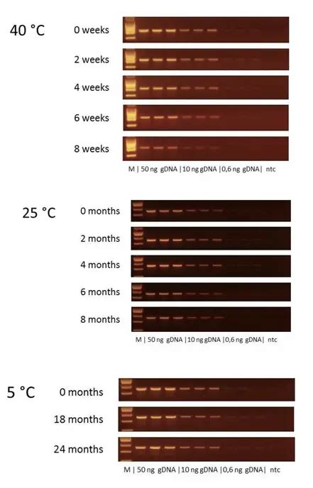 Function of taq DNA polymerase in PCR