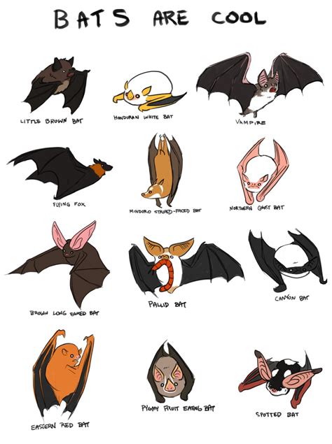 Bats Just Bats — thesanityclause: Bats are really cool and I love ...