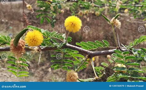 Vachellia Nilotica Stem with Flower Closeup Stock Image - Image of nilotica, flower: 139735979