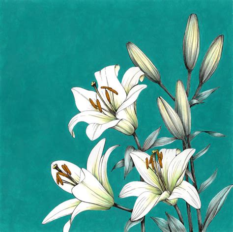 White Lilies, Drawing by Olga Shashok | Artmajeur