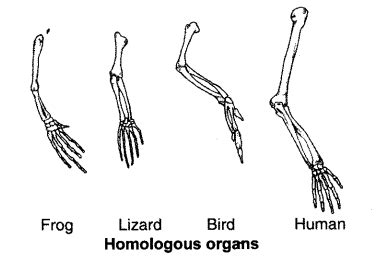 In what way homologous organs give evidence for evolution?