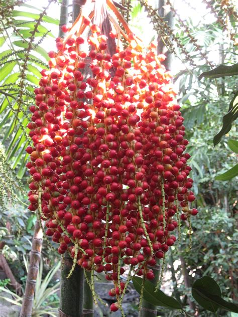 Carpenteria Palm "fruit/seeds" Lower Garden | Trees to plant, Tropical landscaping, Plants