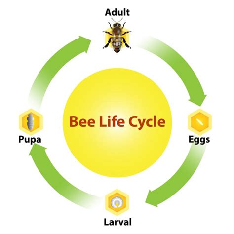 Bees, Hornets & Wasps of NY, NJ, & CT | Assured Environments