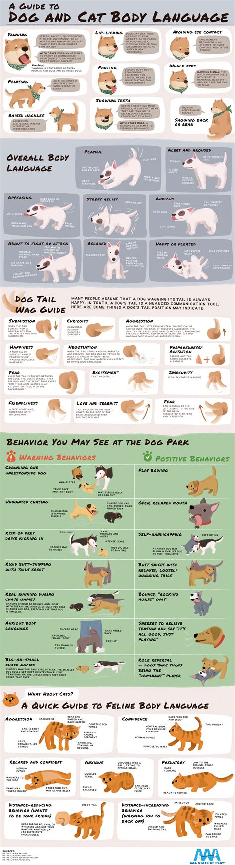 A Guide to Dog and Cat Body Language| AAA State of Play