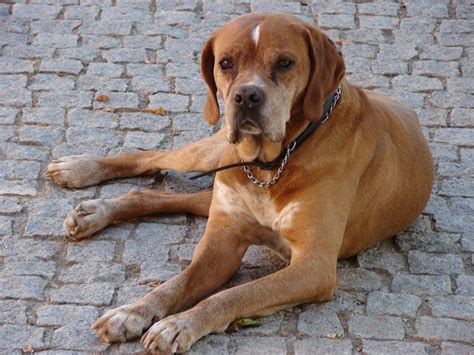 Portuguese Pointer Info, History, Temperament, Training, Puppy, Pictures