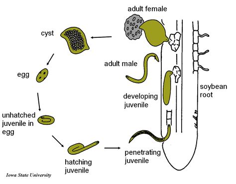 Soybean Cyst Nematode Life Cycle | Soybean Cyst Nematode