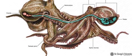 How octopus reproduce?