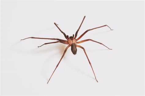 18 facts about Brown recluse spider | FactInformer