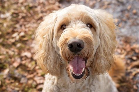 Labradoodle Dog Breed Information, Pictures, Characteristics ... Dog Training Tips, Puppy ...