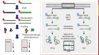 SNP Detection Methods and applications | PPT