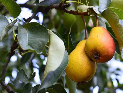 How to Grow & Care for Pear Trees: A Comprehensive Guide