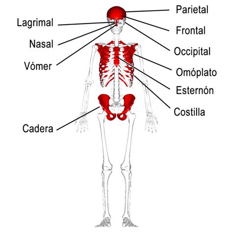 Clasificación de los huesos: según forma, tamaño, estructura, función