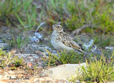 Woodlark - bird photos by Sandra Palme