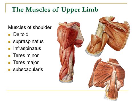 Muscles Of Upper Limb Anterior View