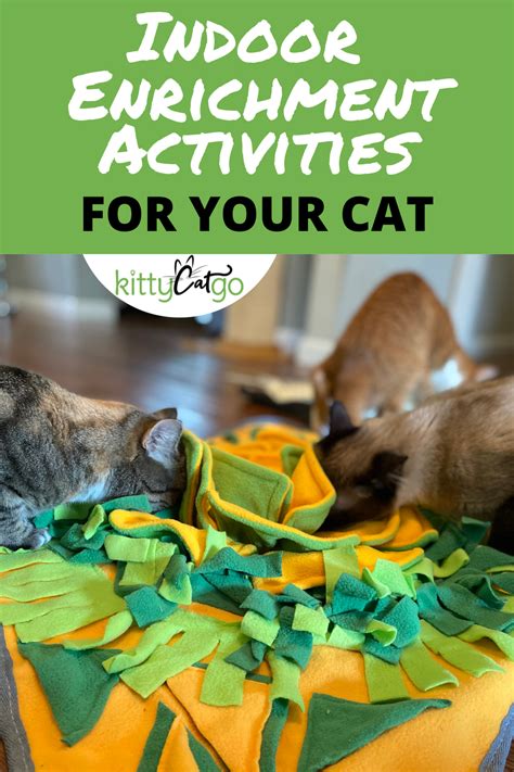 7 indoor cat enrichment toys activities – Artofit