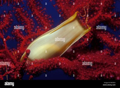 Catshark eggs hi-res stock photography and images - Alamy