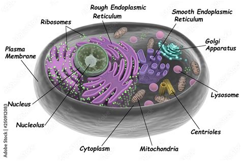 Top 162+ Animal cell diagram 3d model - Merkantilaklubben.org